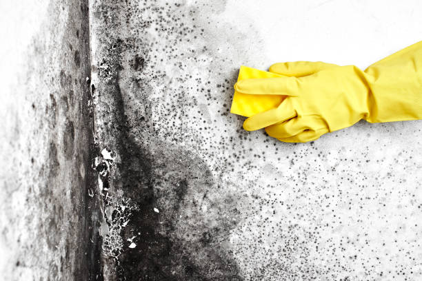 Best Certified Mold Removal  in Higganum, CT