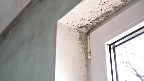 Best Mold Testing  in Higganum, CT