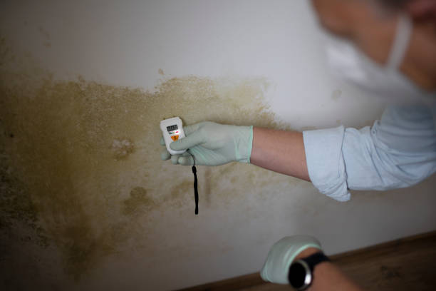Best Mold Damage Repair  in Higganum, CT