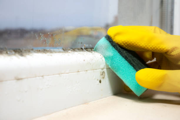 Best Home Mold Removal  in Higganum, CT
