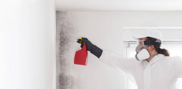 Best Residential Mold Removal  in Higganum, CT