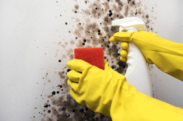 Best Mold Remediation  in Higganum, CT