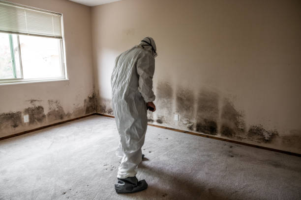 Best Mold Testing  in Higganum, CT