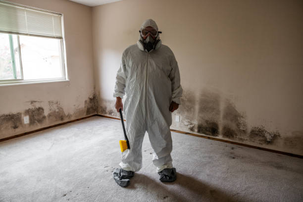 Best Black Mold Removal  in Higganum, CT