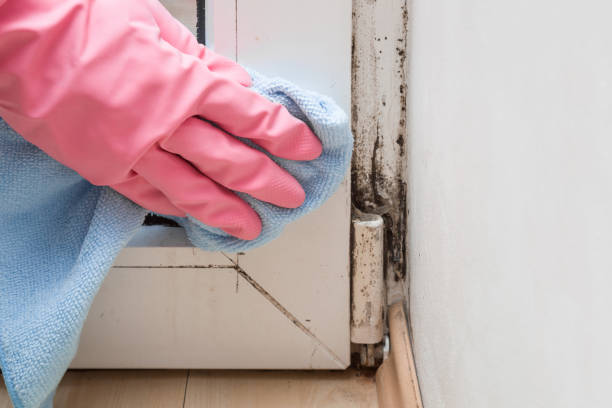 Best Crawl Space Mold Removal  in Higganum, CT